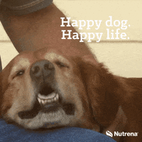 happy dog gifs
