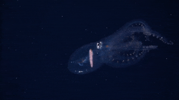 Deep Sea GIF by OctoNation® The Largest Octopus Fan Club!