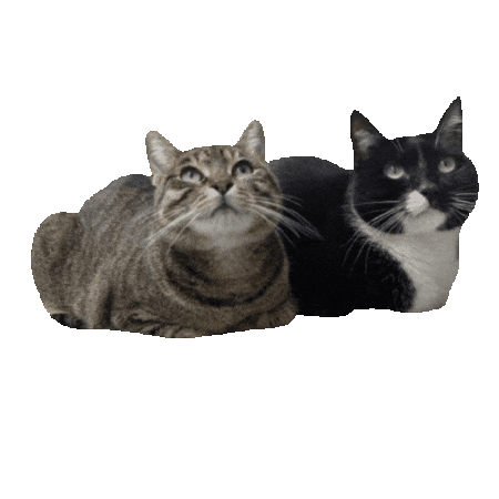 Oscar Castro Ruiz Sticker