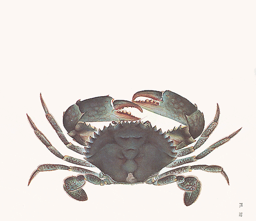 book crab meaning, definitions, synonyms