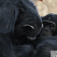 chimp chimpanzee GIF by BBC America