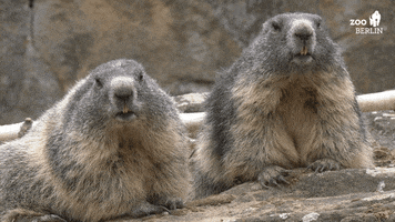 Chilling Groundhog Day GIF by Zoo Berlin
