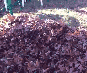 Leaves Leafs GIF by Rover.com - Find & Share on GIPHY