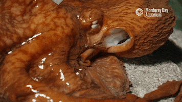 siphon giant pacific octopus GIF by Monterey Bay Aquarium