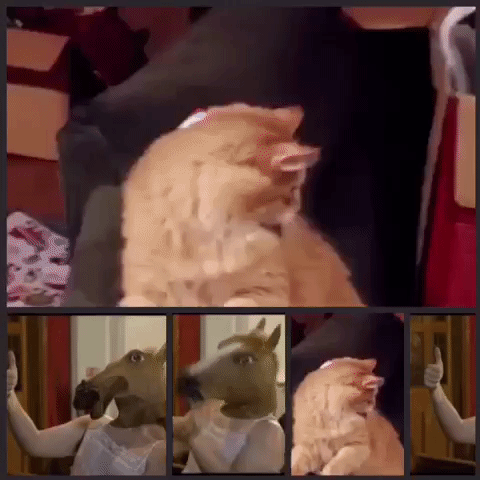 lolcat GIF by The Videobook
