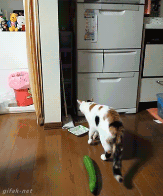 Cucumbers GIF - Find & Share on GIPHY