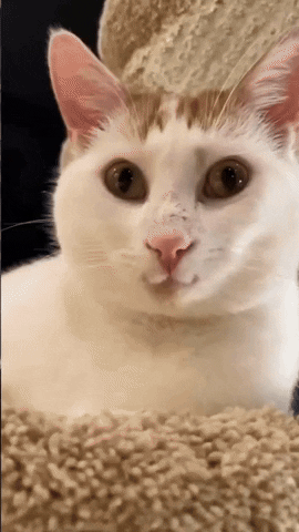 White Cat GIF by Sonbaterias