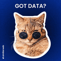 Cool Cat GIF by Similarweb