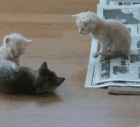 Cat-puke GIFs - Get the best GIF on GIPHY