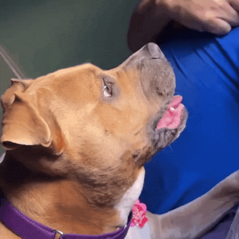 Cute Dog GIF
