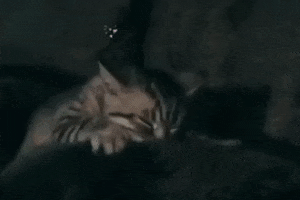 Cat GIF