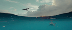 Trailer GIF by Sharkwater Extinction