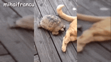 harriotshand  GIF