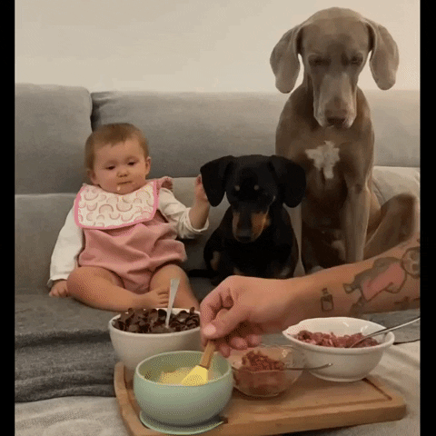 Dogs GIF
