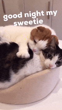 Sweet-love GIFs - Get the best GIF on GIPHY