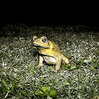 grass kermit GIF