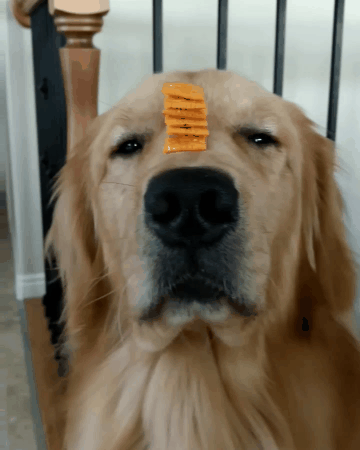 Dog Snacking GIF - Find & Share on GIPHY