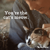 Love Cat Gifs Get The Best Gif On Giphy