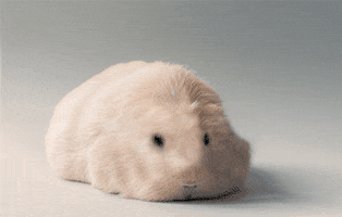 guinea pig deal with it GIF