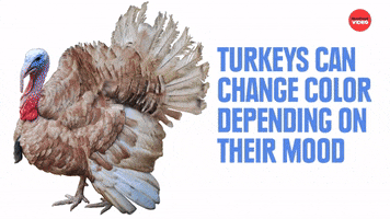 Turkey Facts GIF by BuzzFeed