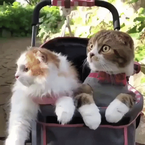 Cats Reaction GIF by MOODMAN - Find & Share on GIPHY