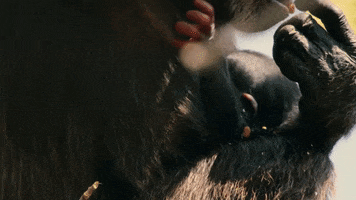 chimp dynasties GIF by BBC Earth