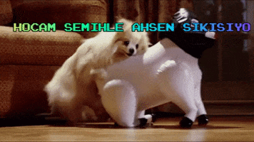 Qweweq GIF