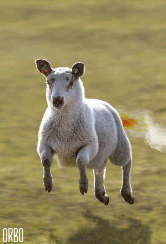 mash up sheep GIF