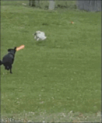 Video gif. Black dog chases a white cat, shooting lasers out of his eyes that explode in the air. The cat gets hit with a laser as it climbs up a fence. The Cat launches itself over the side of the fence and explodes.