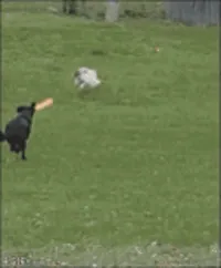 https://media4.giphy.com/media/9IRX12VhoXoR2/200w.webp?cid=ecf05e47wuy37t9msiprbwhnuzcyxjmt5zqmc02uty7i3t2m&rid=200w.webp&ct=g