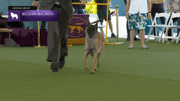 Belgian Malinois Dogs GIF by Westminster Kennel Club