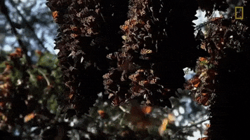 butterfly monarch GIF by Nat Geo Wild