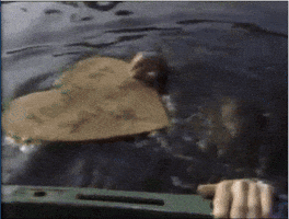 salute your shorts love GIF