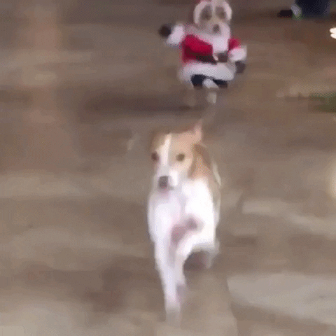 Video gif. A dog runs away from another dog behind him that wears a Santa Claus costume. 