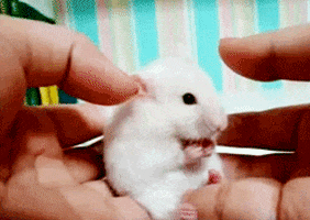 Surprised Mouse GIF
