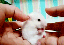 Surprised Mouse GIF
