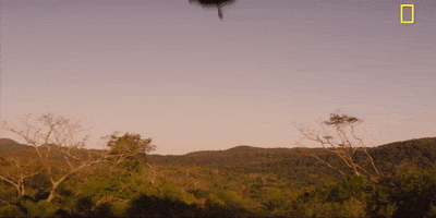 season 1 episode 6 GIF by National Geographic Channel