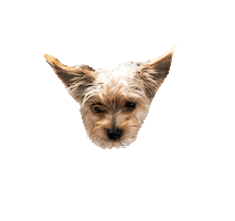 Dog Puppy Sticker by Roundhouse