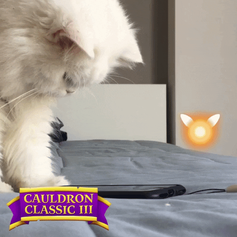 crazy cat GIF by Bubble Witch