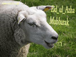 eid al adha graphics GIF