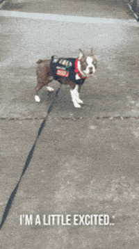 Cai GIF