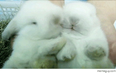 rabbits