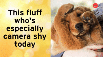 Cat Dogs GIF by BuzzFeed