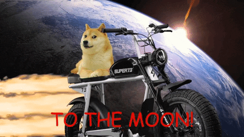 Doge Meme Gifs Get The Best Gif On Giphy