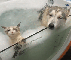 Video gif. A cat and a dog are in a jacuzzi and their eyes are both half lidded as they enjoy the water, bubbles, and jets.