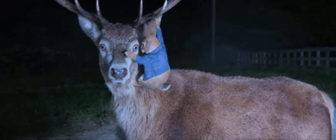 Peter Rabbit GIF - Find & Share on GIPHY