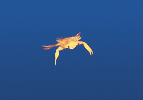 swimming crab GIF