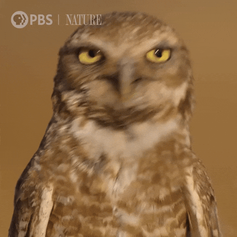 Explore Pbs Nature GIF by Nature on PBS