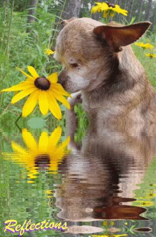 Reflect Little Dog GIF by Harley's Dream