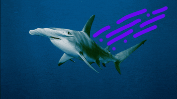 hammerhead shark GIF